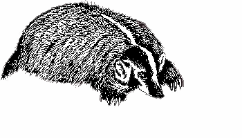 Floating Badger
